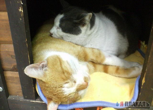 Коты, кошки, котята