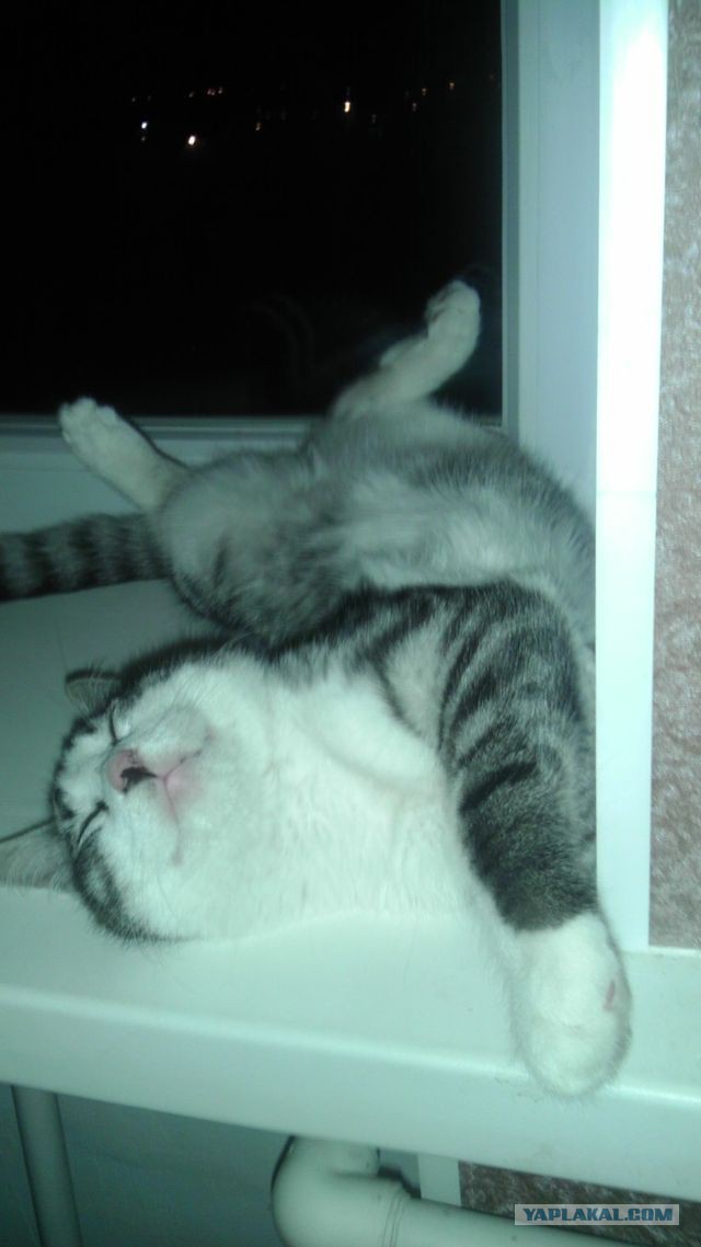 Бездомный кот и знакомый-мудак