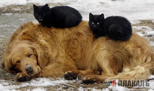 Кошки и Собаки - большая подборка