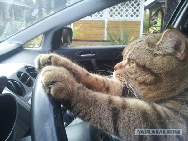 Картинки из сети, подборка