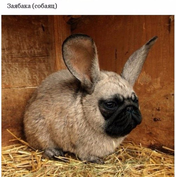 Подборка интересных и веселых картинок