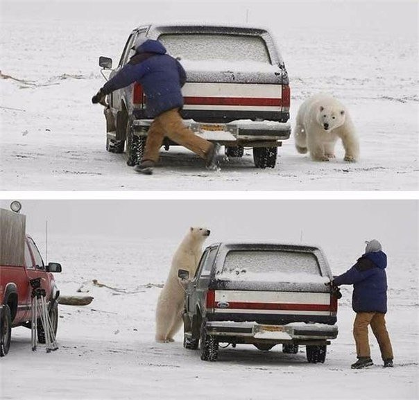 Божьи твари