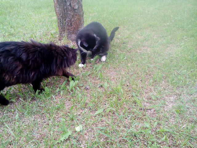 Котовторник 09.08.2016