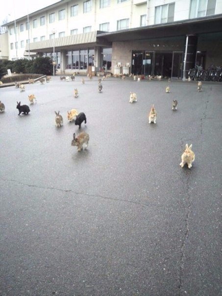 Прикольные животные