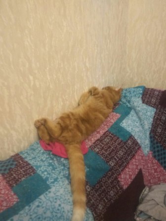 Рыжие о тщетности бытия.