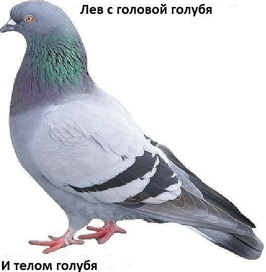 Поймал голубей-воришек у себя в квартире