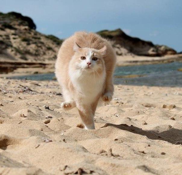 Коты и Кошки