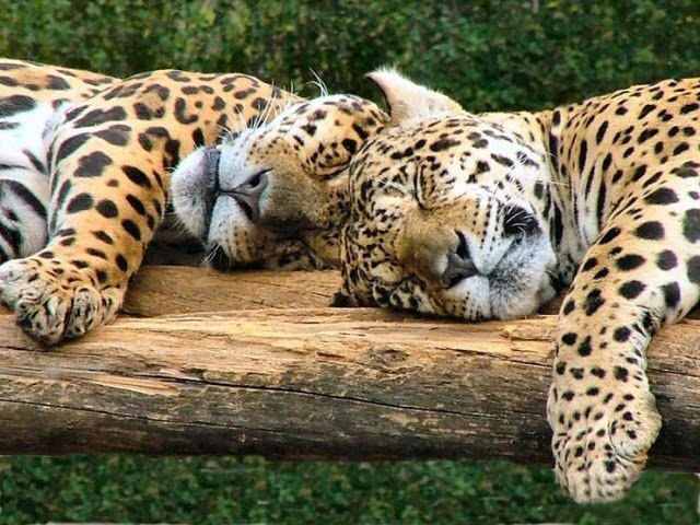 Самые смешные животные