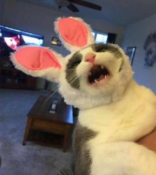 Коты и Кошки