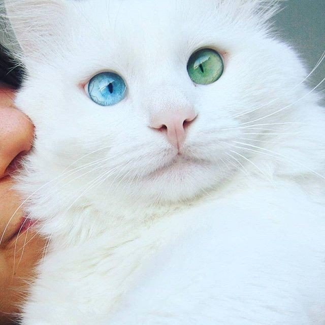 Коты и Кошки