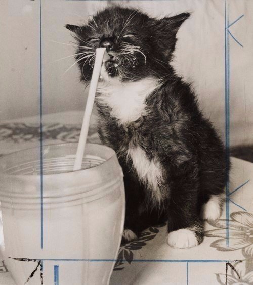 Коты и Кошки