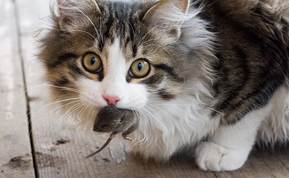 Коты и Кошки