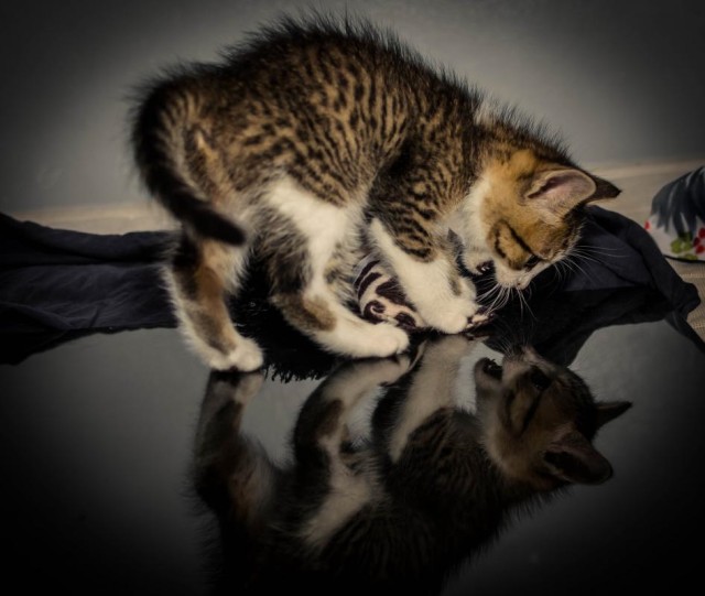 Коты и Кошки