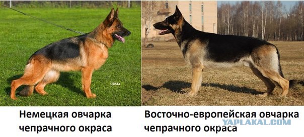 Овчаркин про....потерял хозяина на прогулке