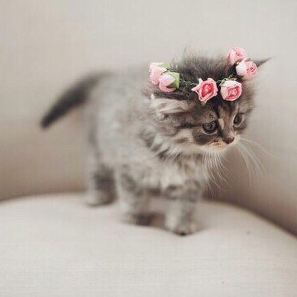 Коты и Кошки