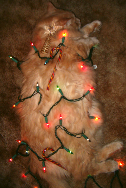 Новогодний КОТОВТОРНИК!