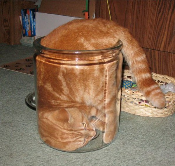 Кот, который не напрягается.