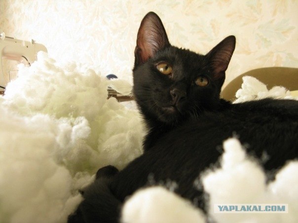 Супер-котофото на котовторник