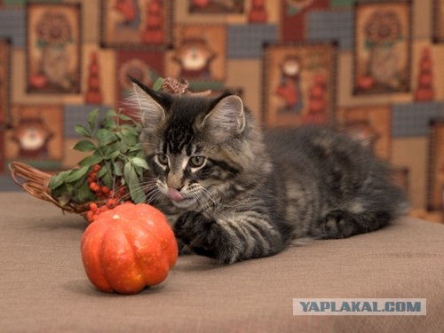 Котовторник! 11.10.11