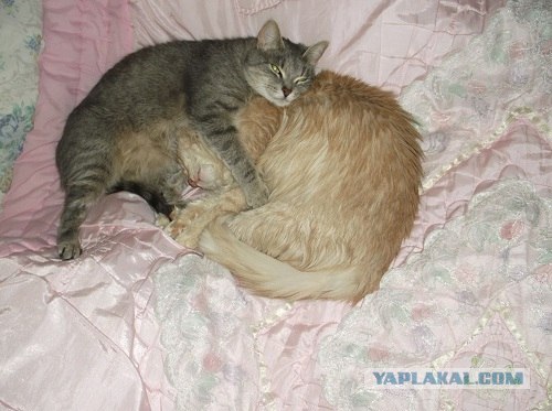 Котовторник (начало в супермаркете!)