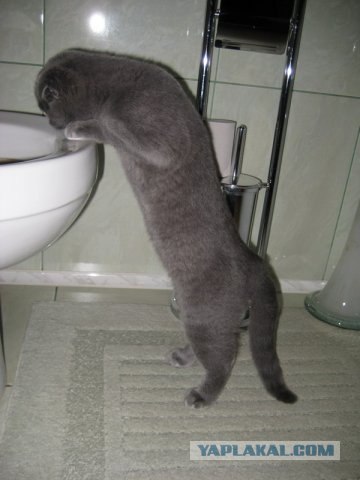 Котовторник!