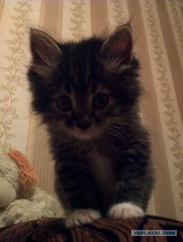 Котовторник 27.03.2012