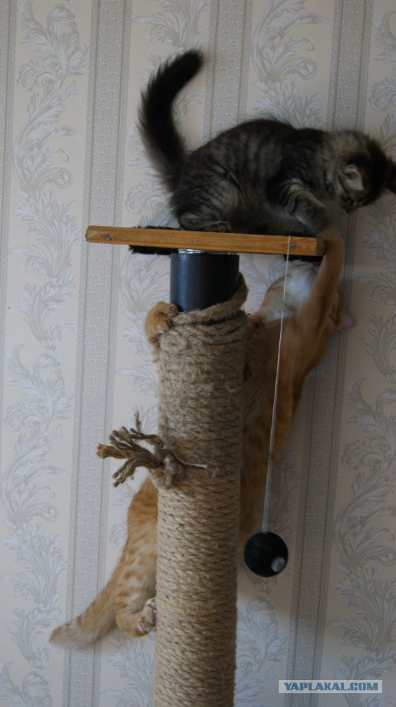 Котовторник  14.08.2012.