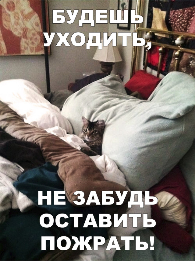 Забавные фото котеек