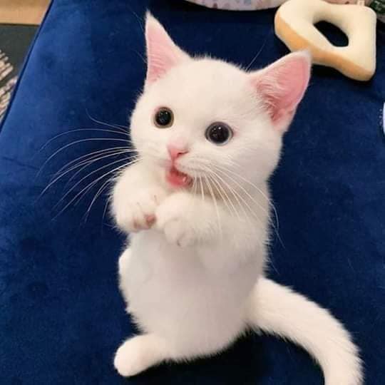 Забавные животные