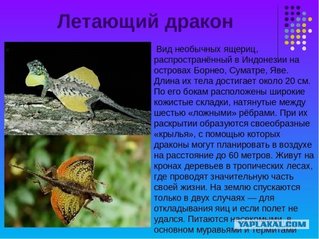 Остались ли на Земле живые драконы?