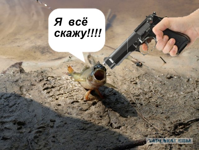 Фотожаба: "Чо?"