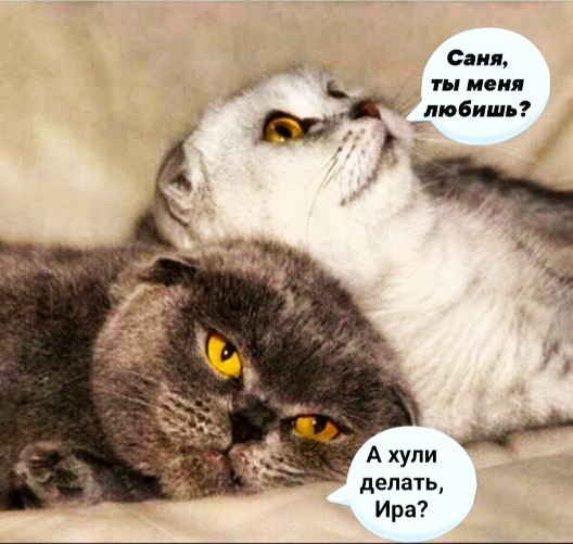 Весёлый полтишок 26.02