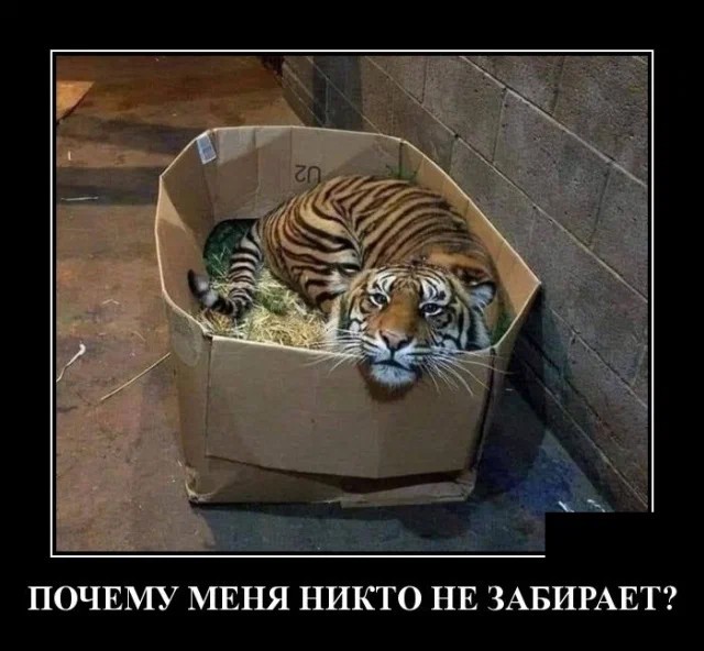 Картинки и мемы из Сети 24.07.22