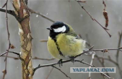 50 интересных фактов о синицах