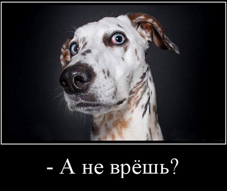 Бессовестно врут картинки