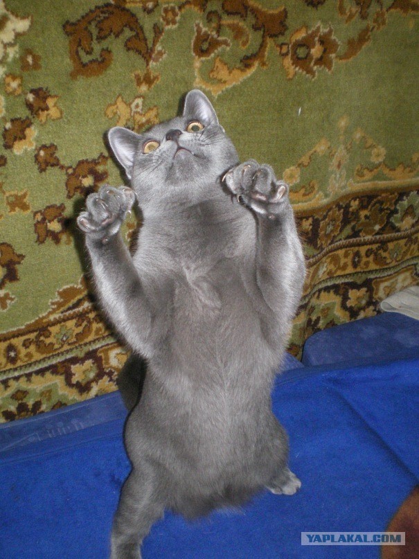 Котовторник 16.04.2013