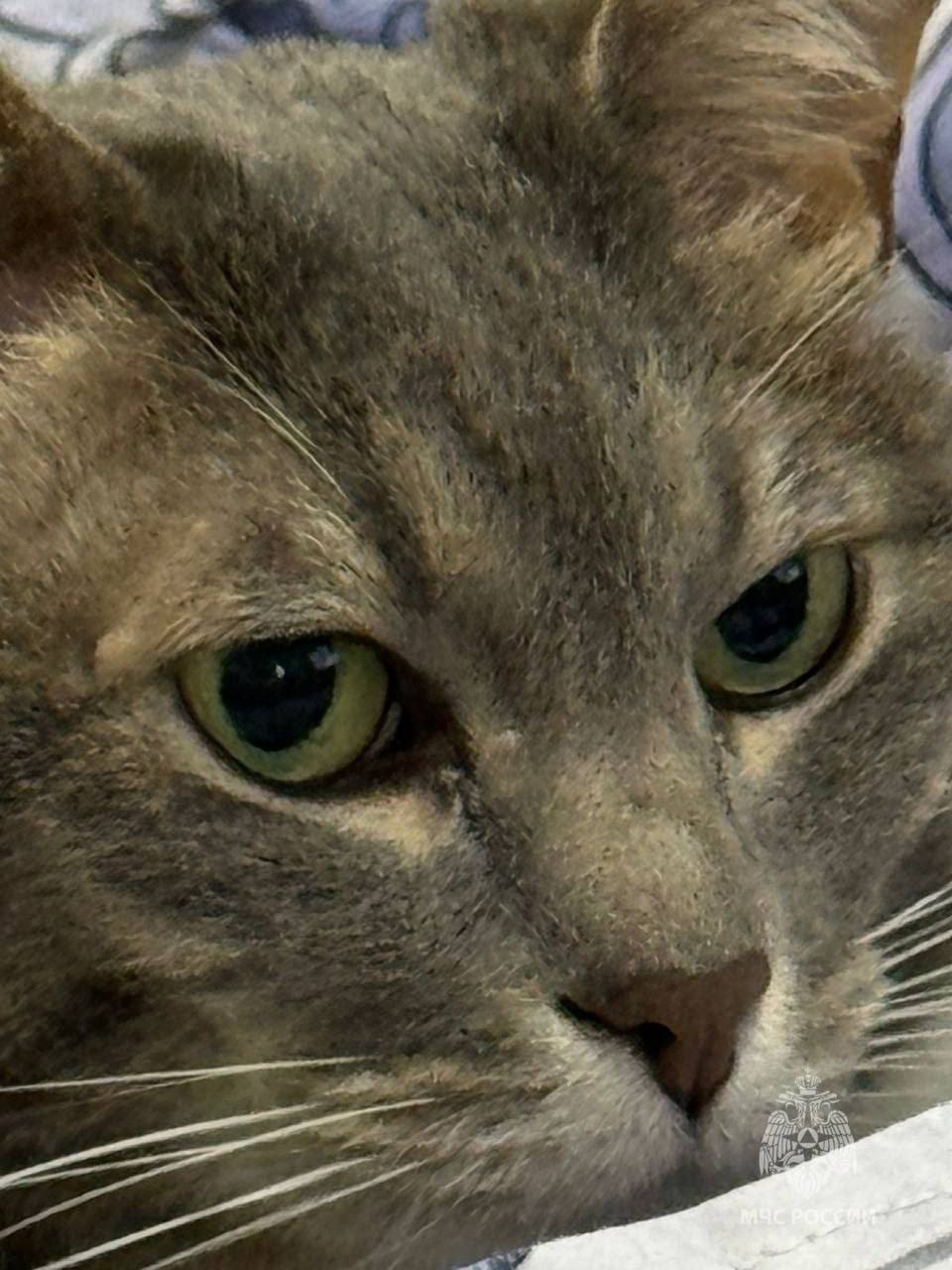 котята до и после спасения. тепло в доме. дом для котят. включи домашнюю стану. включи домашнюю стану.