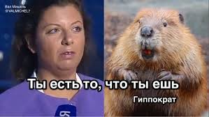 Башкирский бобр даёт отпор мужчине, который заметил, как грызун ворует стройматериалы