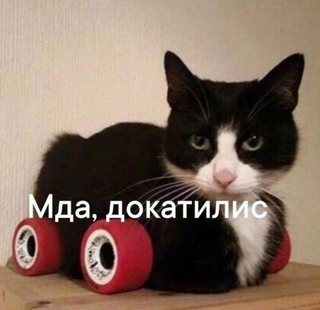 Весёлый полтишок 06.06.25