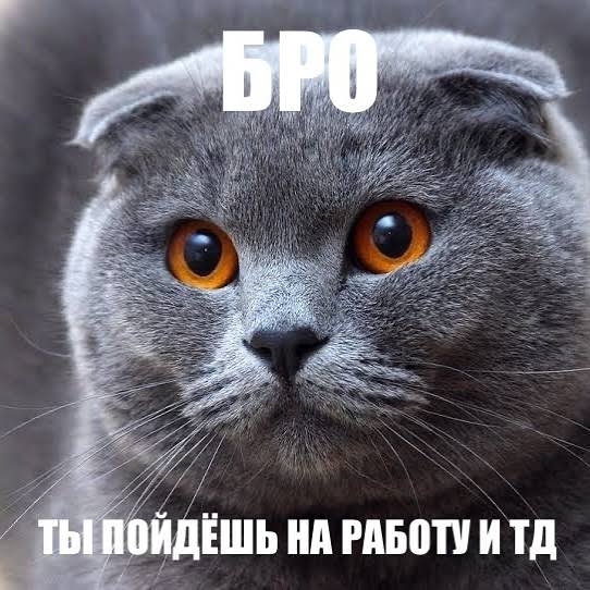Кот на воле