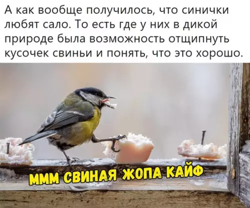 Проламывают череп и едят мозг: орнитологи рассказали правду о синицах