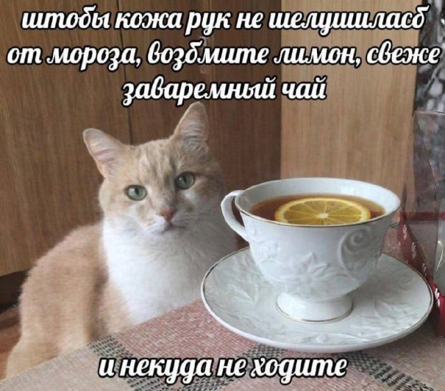 Мемчики и картинки для настроения