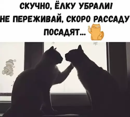 Картиночки, баянчики 27 февраля