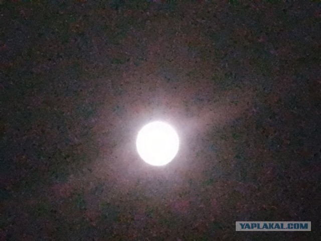 Жизнь домашнего приюта для котеек 574