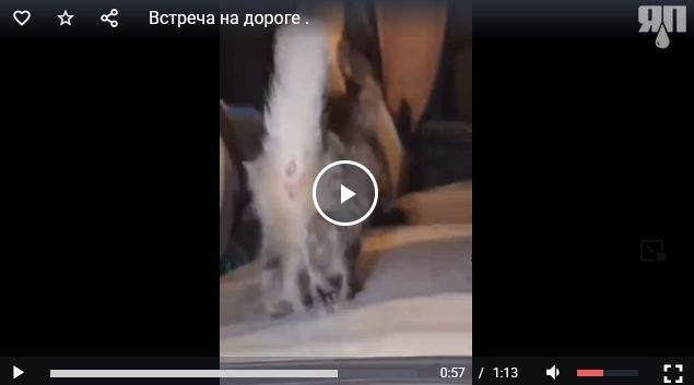 Встреча на дороге