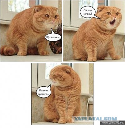Невыразительные коты