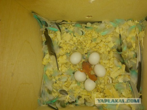 Как я попуганов размножала