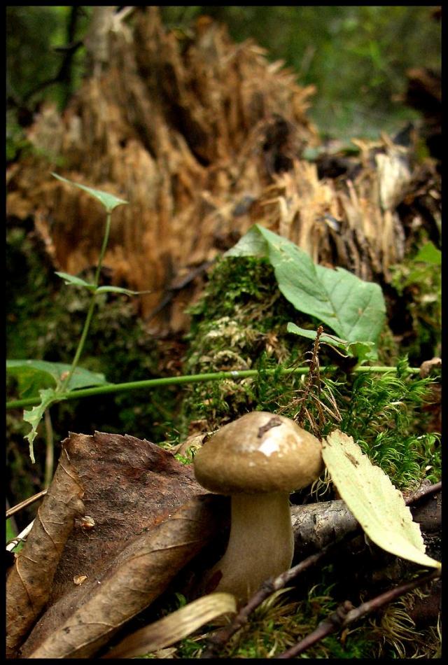 Осень - грибная пора