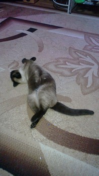 Котовторник 04.03.2014