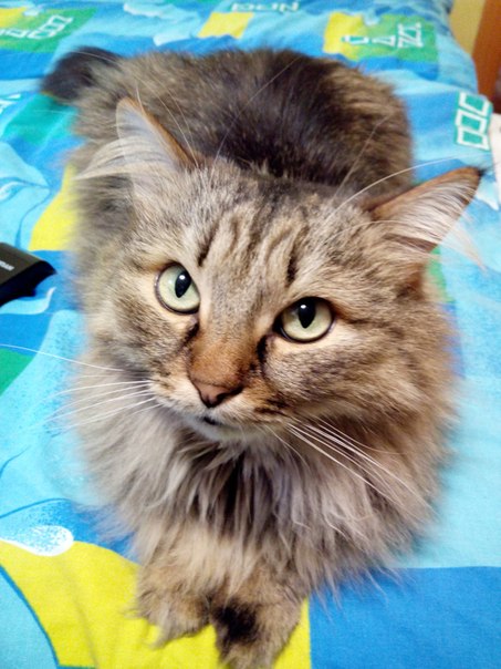 Котовторник  08.04.2014
